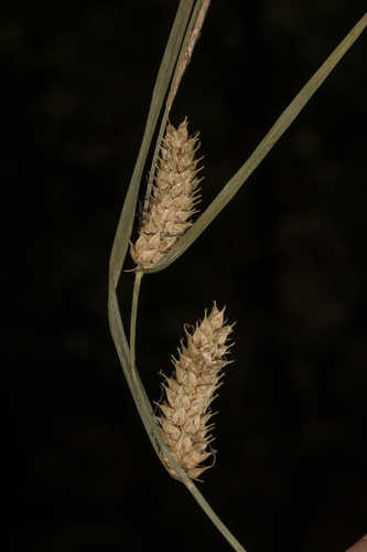 Carex vesicaria #5